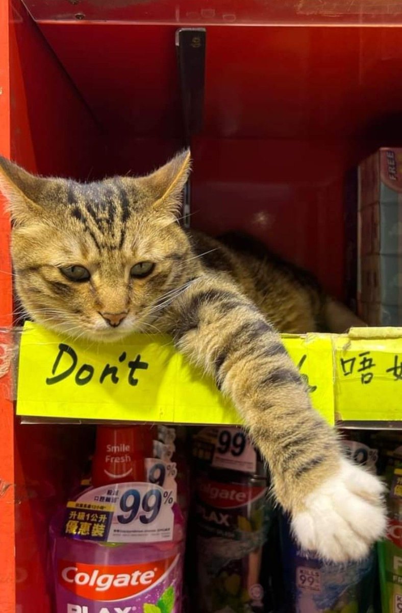 CatWorkers's tweet photo. Please don't the cat.

📸 Chung Wong https://t.co/RpNy84AxLz