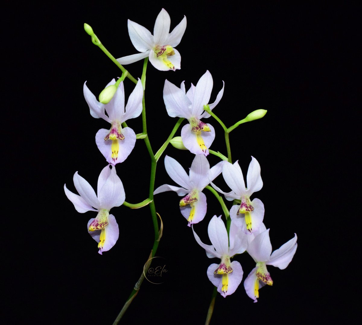 ElaOrchids tweet media
