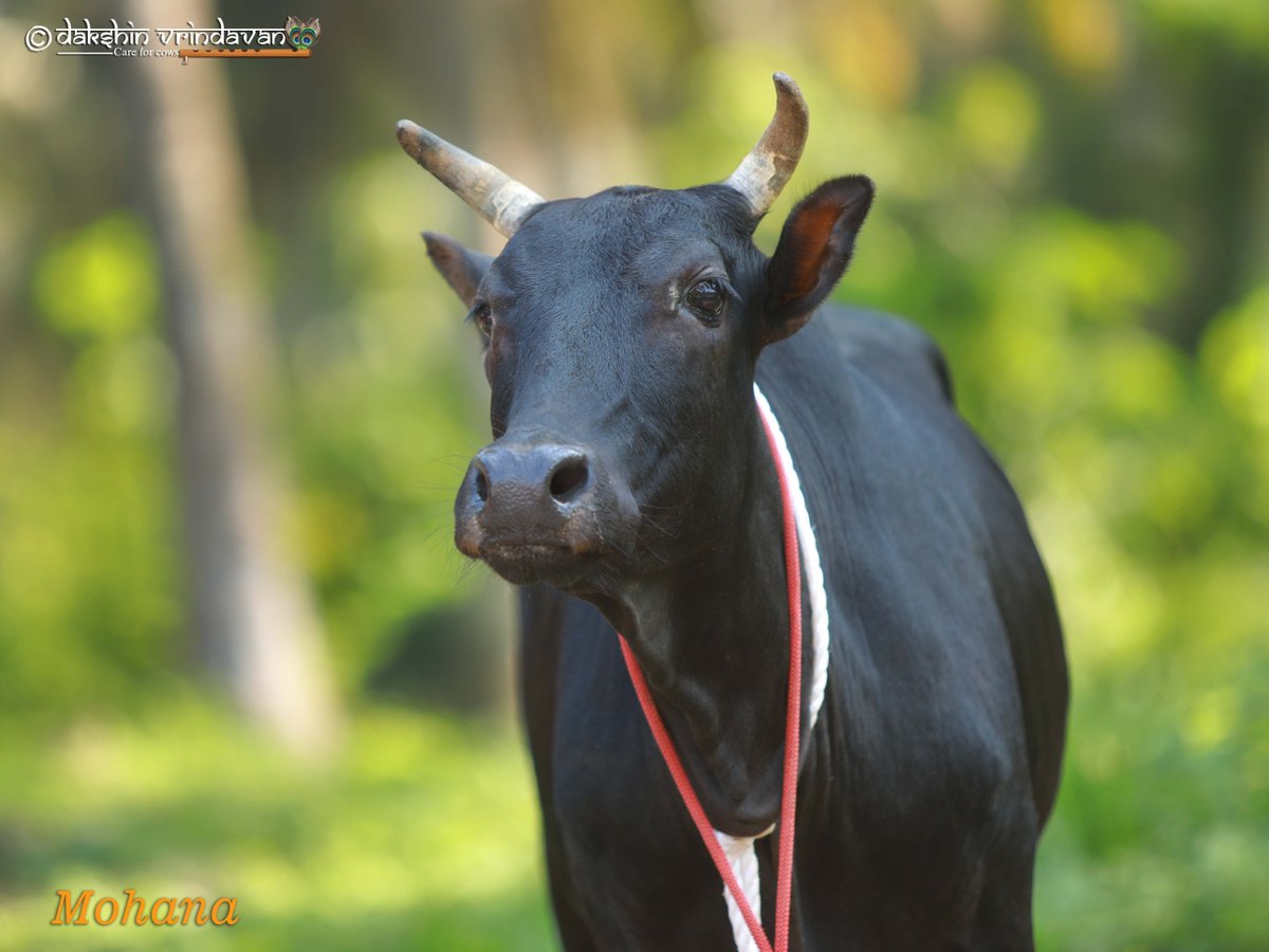 daksinvrindavan's tweet image. Our Mohana is here to soothe your Saturday evening and bless your upcoming Sunday!