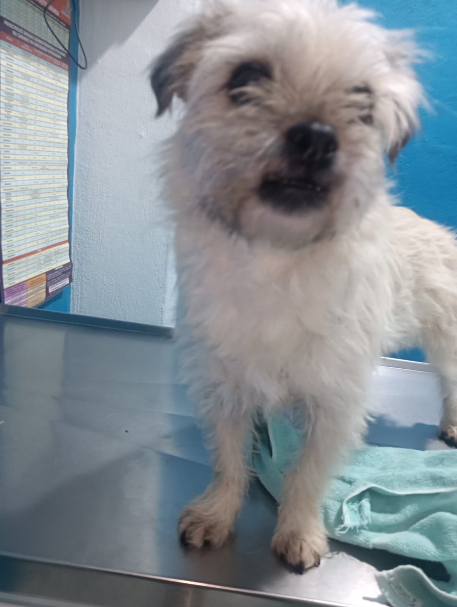 Amigos recuerdan a Tlacoyito?
Esta nena es un caso parecido, también sufrió maltrato, a diferencia de Tlacoyito ella NO es agresiva, pero si es muy tímida 
La familia que la adopte debe estar consciente que al menos las primeras semanas ella podría no acercarse para nada a la