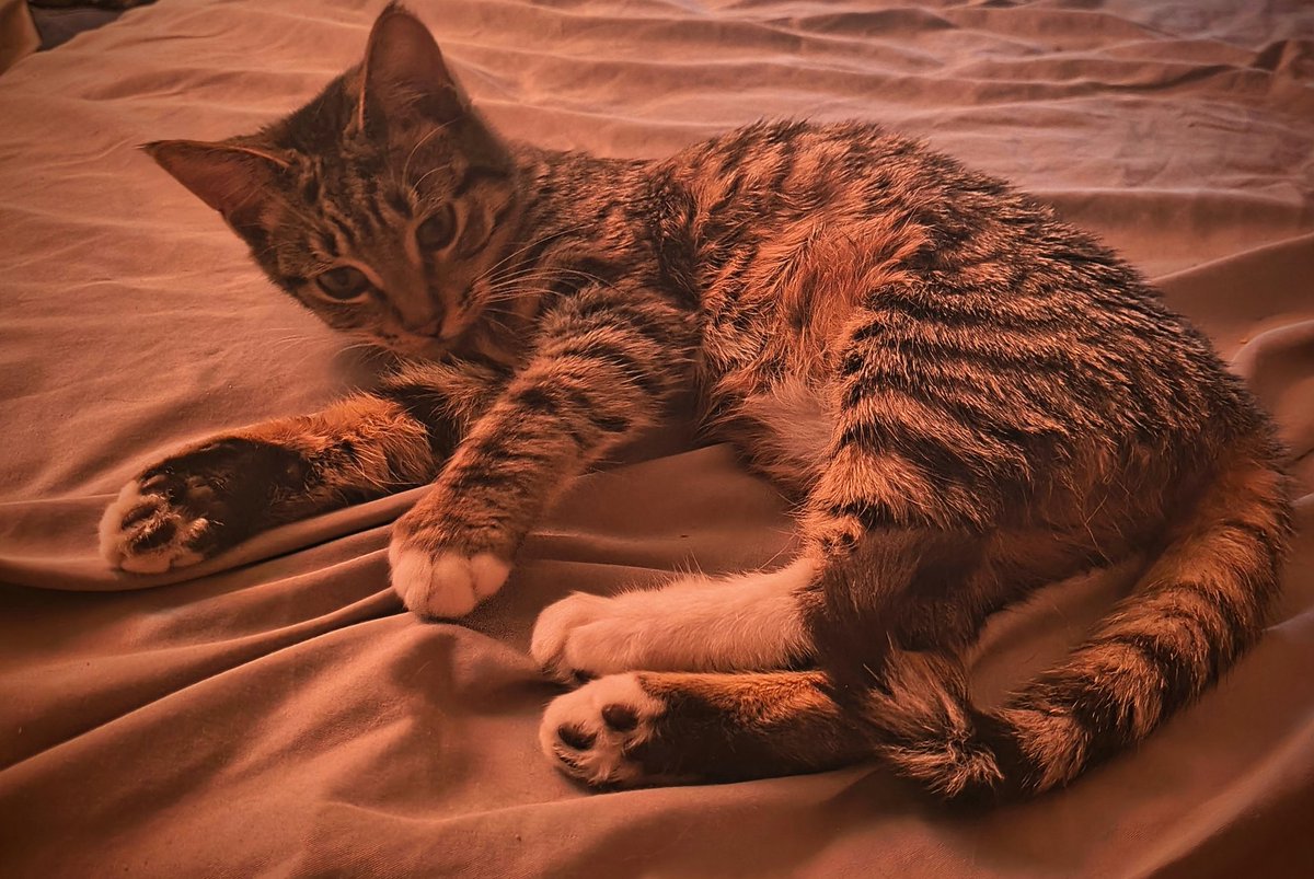 machineplayer72's tweet image. 