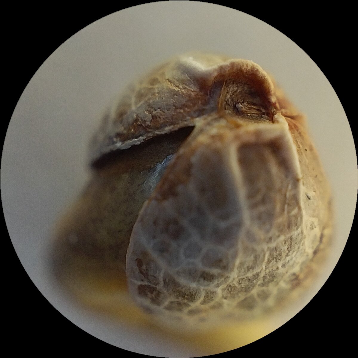 CHIFLADO🤪® tweet media