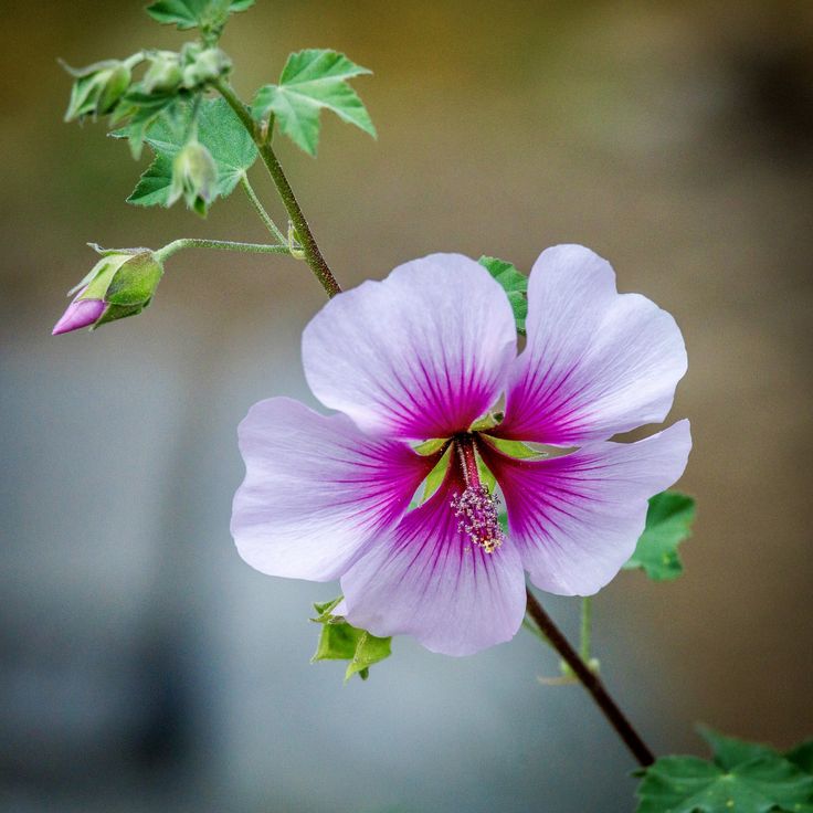 notebook_nature's tweet image. 