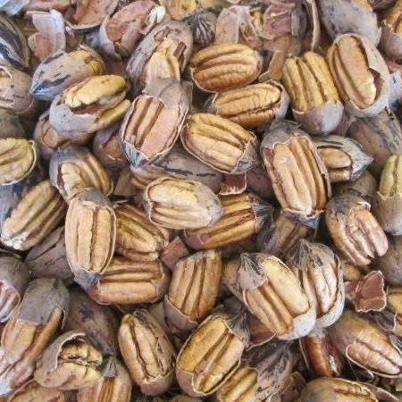 Cracked Pecans
My parents have a small pecan orchard in South Texas
The cracked pecans are $7/pound and can be shipped anywhere for actual shipping charges
If you want 10 pounds or 100 pounds, give them a call.
Their number is 830-334-2583 (It's a landline, so no texts)