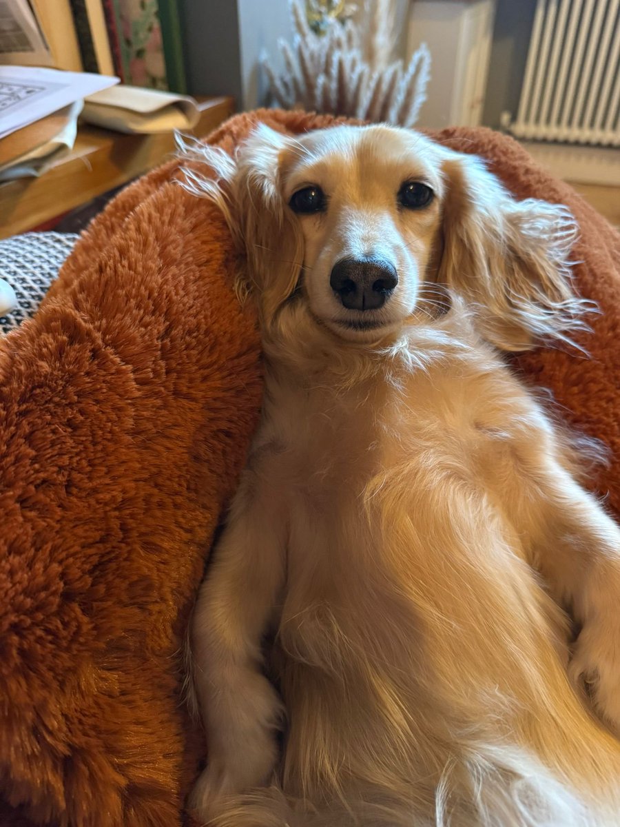 millypod1's tweet photo. LOLA HOME SAFE. THANKS FOR RT's ๐๐๐พ
๐28 NOV 2025 #Lost Lola #ScanMe
Dachshund: Miniature Female #SausageArmy
Fields behind Nine Ashes Road #NineAshes Ingatestone near The Christmas Tree Farm #CM4 County: #Ingatestone #Essex
https://t.co/CEUsWErIbq https://t.co/CBlPLd8IcQ