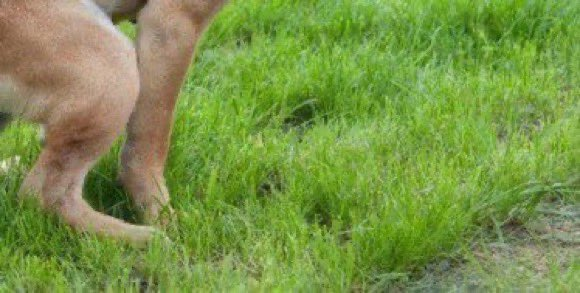 follis_'s tweet image. Just took the dog for a walk