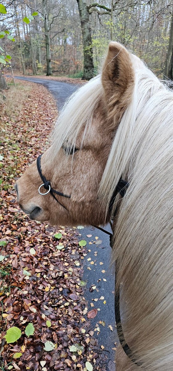 Burde pynte lidt op til jul.
Men forberedelserne med rengøring mm, så har energien ikke været til det. 
Tog en skovtur med min bedste makker i stedet for.

#gørhvaddererbedstinuet
#energiforvaltning
#hjernetræthed
#senfølgereftercovid