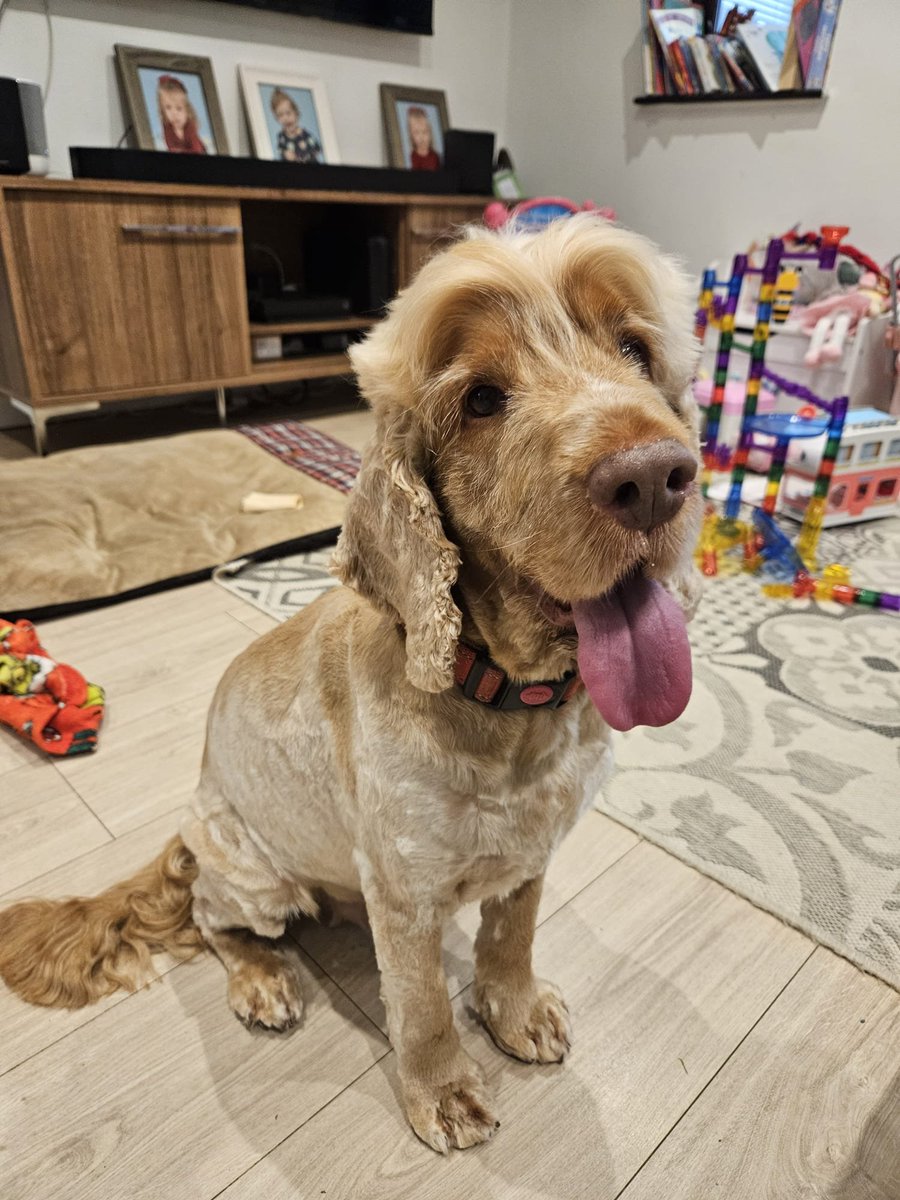 millypod1's tweet photo. Max found! 29/11, broken leg but seems ok.
Thanks for RT's 😊🐕🐾
🆘25 NOV 2025 #Lost Max #ScanMe
Golden Cocker Spaniel Male
Ruxley roundabout #NorthCray shops #DA5
#Bexley #Kent Wearing Red Collar and Pink lead.
He’s very friendly but likely to be scared
https://t.co/eF1pSvQCUT https://t.co/4WWPQ9VA3t