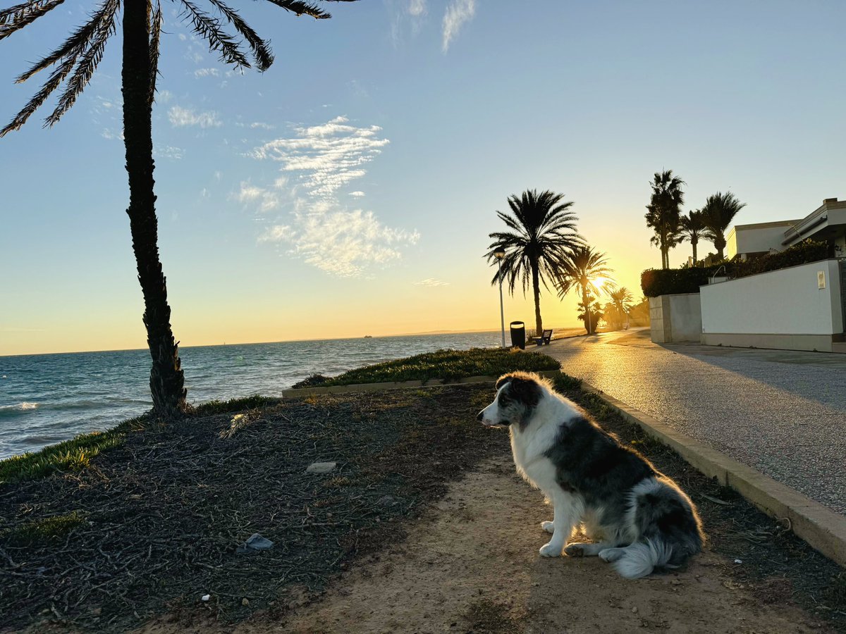 NomadCode96's tweet image. Amaneceres como este me recuerdan que elegí bien.
Vida nómada, código y libertad.

#nomadlife #digitalnomad #beachset #codinglifestyle #minimalismolibre #trabajoremoto #doglovers #bordercollie #BlackFriday2025