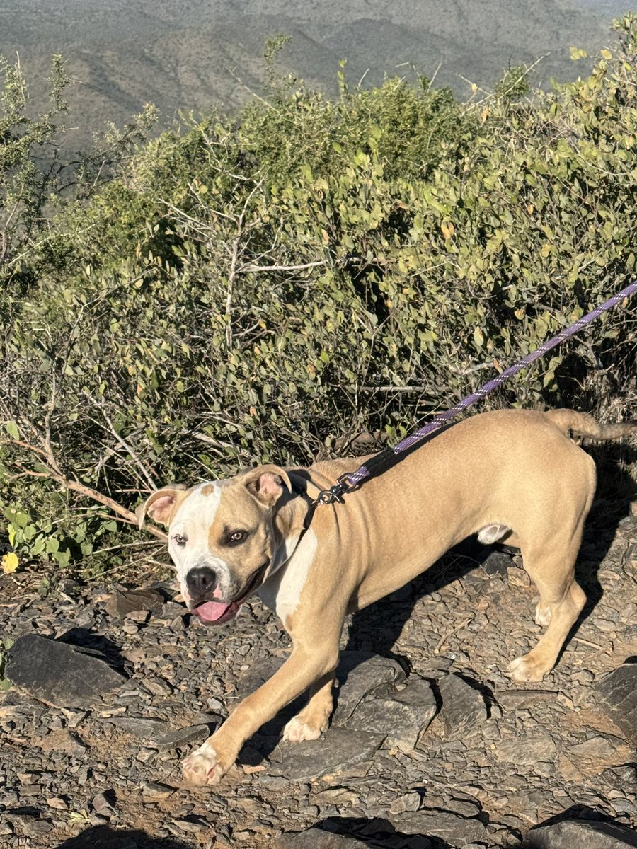 Third time this week me and Remi hiked Black Mtn. Today he was lagging behind a bit but pushed through.  Today’s, Turkey day and last Saturday times.
