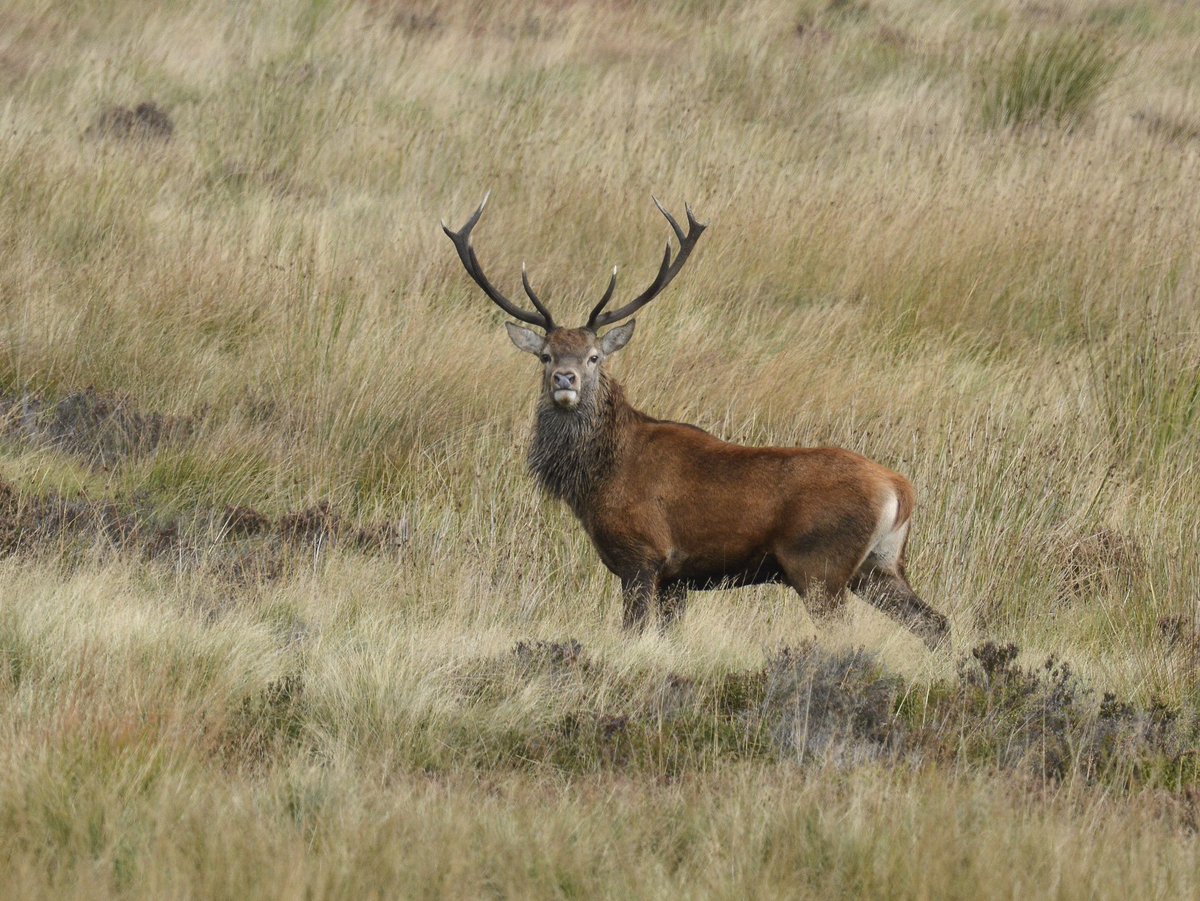 RKW1899's tweet image. #AlphabetChallenge #WeekVforVowels 
Excellent Antlers