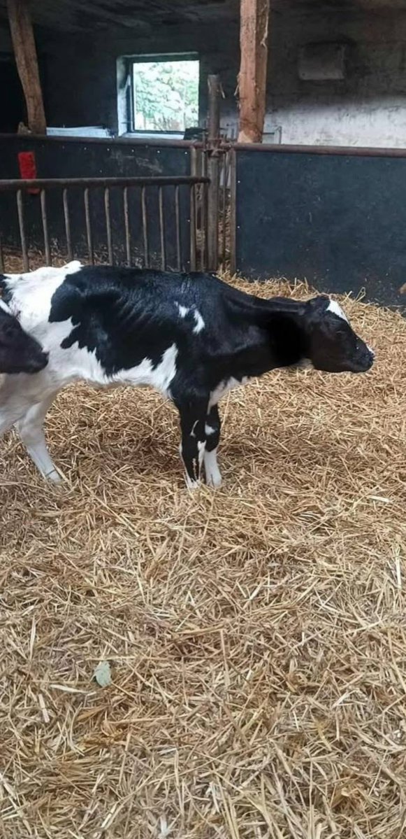 Kentfrihedniels's tweet image. The Bovaerpoisen that cows are forced to eat contains:

3-Nitrooxypropanol (3-NOP).
It has toxic properties: Harmful if inhaled or ingested, causes skin/eye irritation, may cause respiratory problems. The toxicity mechanism involves direct tissue irritation; it is also suspected…