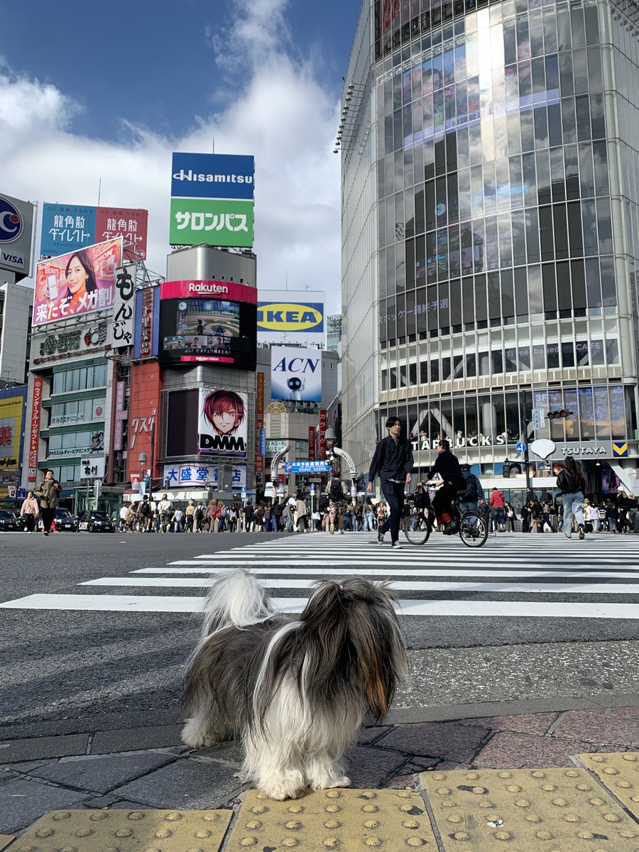 Elly Lakes・日本のエリー tweet media