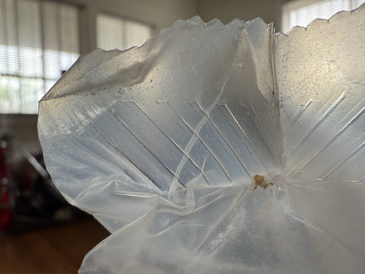 czarina™ tweet media