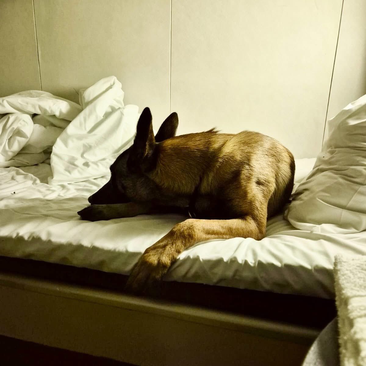 BastardK9's tweet photo. Throwback to the first step of our journey.
The ferry carried us out into the dark water, and Jihn met it all with quiet confidence. Steady, calm, as if she already knew the road ahead. 🐾🚢🌻

Leaving Gdynia/Gdansk became its own little adventure,,,No GPS, just instinct, patience and a bit of luck, but every mile pulled us forward.
💫🇺🇦✨
#BastardK9 #RescueDogs #FromSwedenToUkraine
@SwedishRescuers