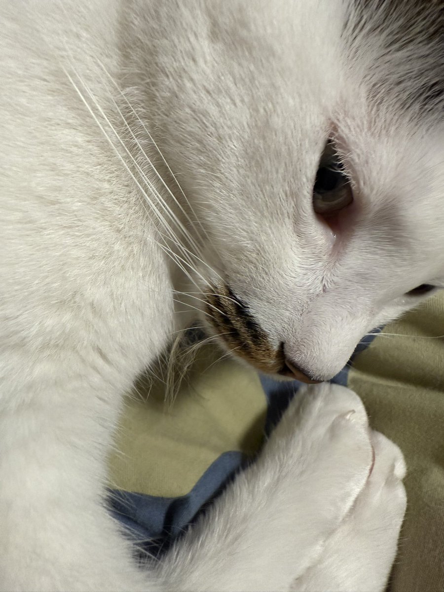 BadDogEgg's tweet image. 嘴上挂着猪皮的毛