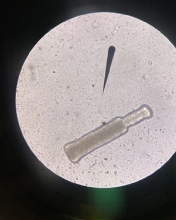 wvw_wes's tweet image. consegui fotografar um protozoário com formato de garrafa de cerveja🙏🏾