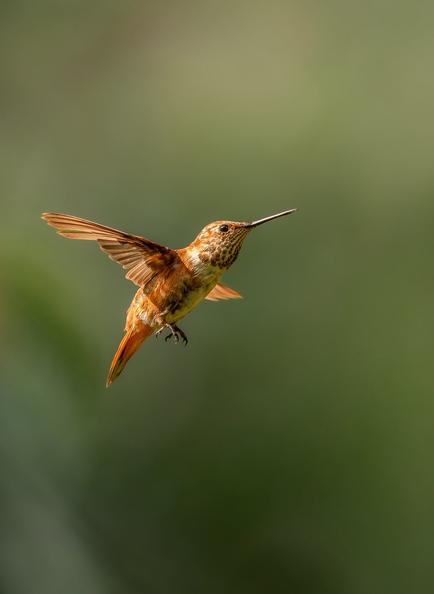 If you want to capture this level of detail, the Alpha 7R V is the camera for you. 

@artviera.photography took this stunning shot with his Sony Alpha 7R V + 400-800mm F6.3-8 G OSS lens in Everglades National Park. 🕊️ 

Save $900 on the Sony Alpha 7R V now: