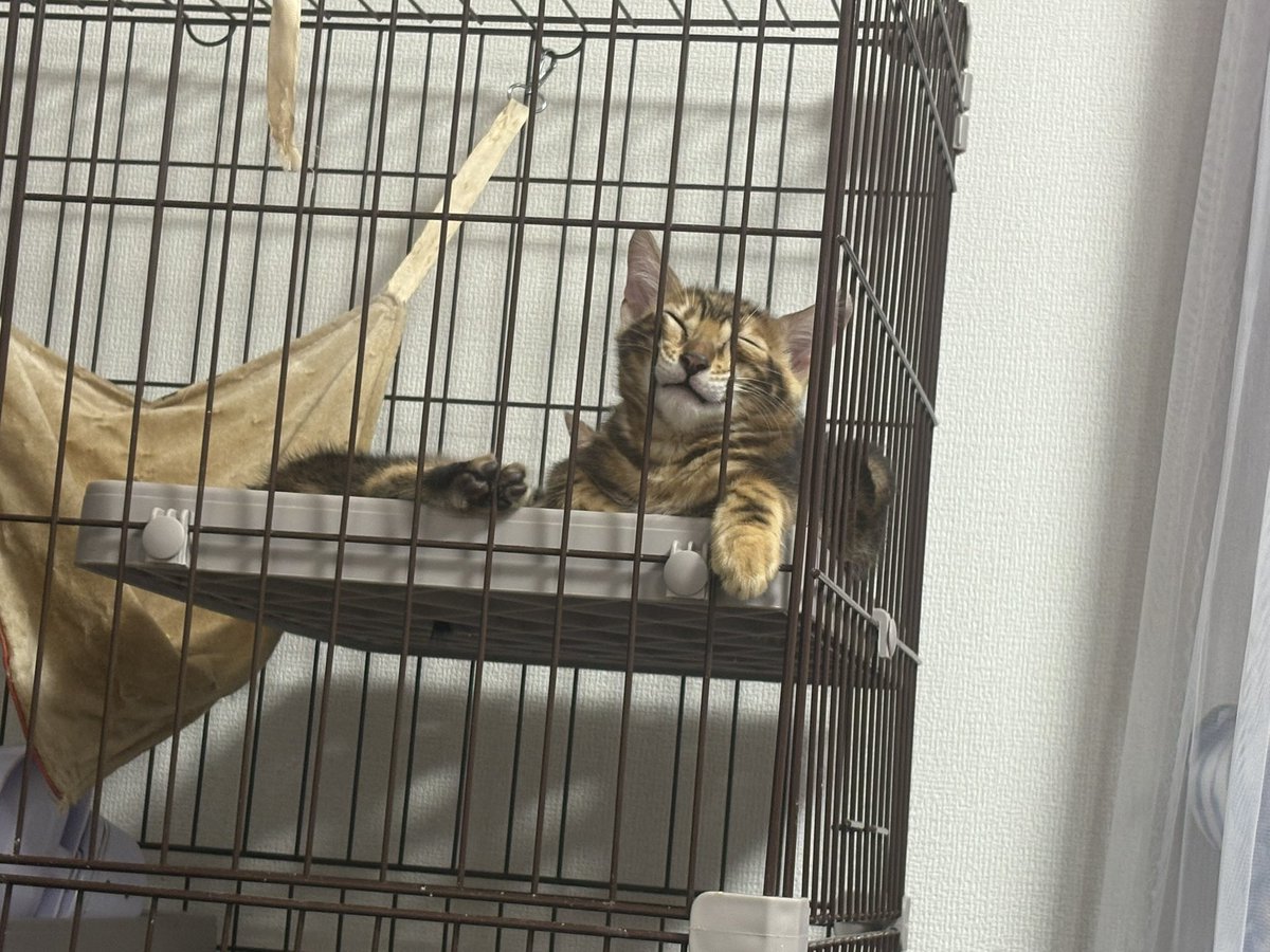 Repmoff's tweet photo. 😴💤
#ベンガル猫 https://t.co/bFNT2dq8Nx