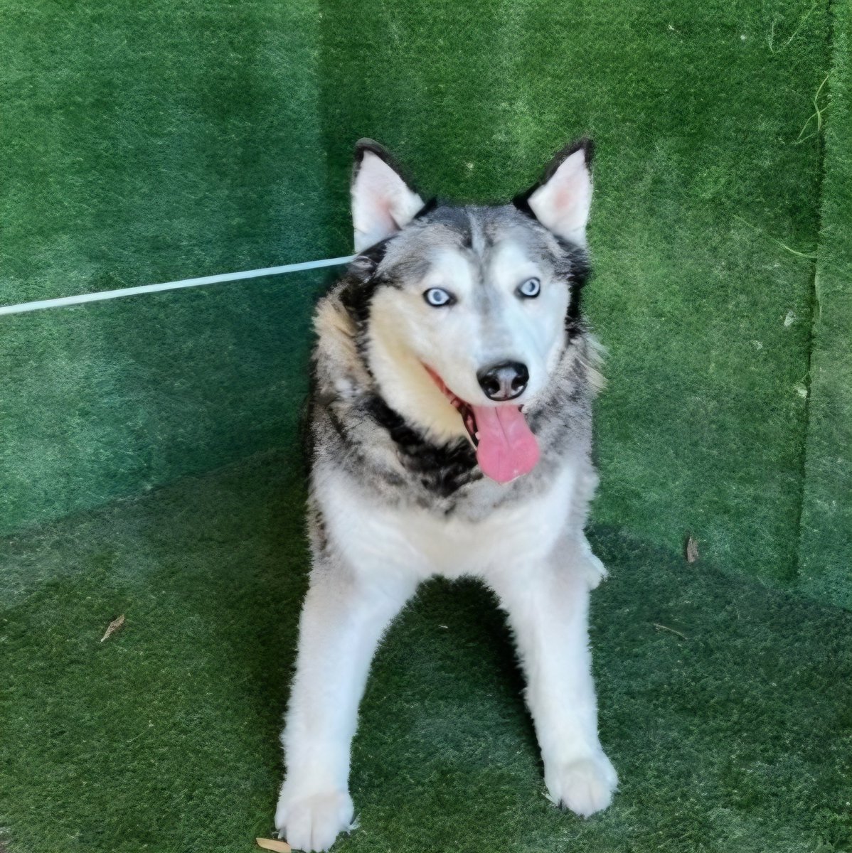 mapleveewesem's tweet image. 🆘️💔🆘️ FIFTEEN year old, 77 lbs Alaskan Husky MISTY is still at Lancaster #California ACC 😔 We don't know her medical needs yet. Any adopter needs to be able to provide major medical help. Please see thread to foster. Pledges needed too🙏 #A5740521