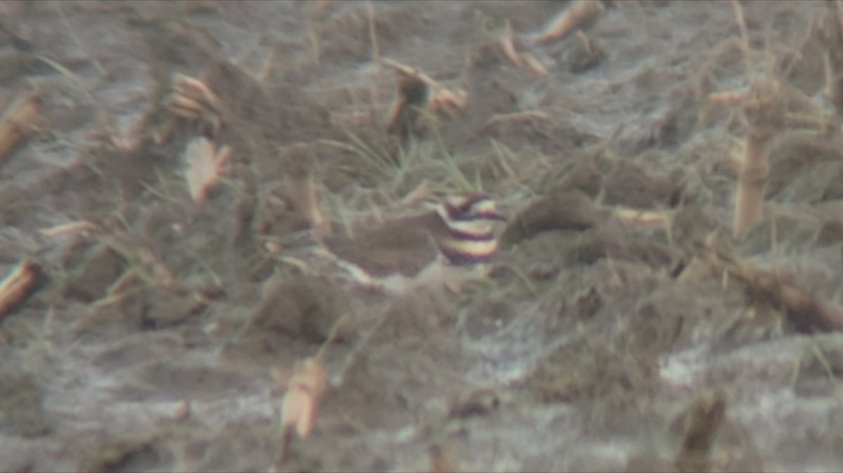 Jack Tynan tweet media