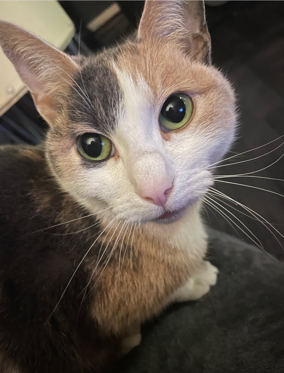 CatCall_UK's tweet image. Beautiful Cat missing from Preston Road Bexhill On Sea, see details and contact information catcall.org.uk/lost-and-found…
#CatMissinginBexhill #MissingCat #CatCall #GettingCatsHome #Caring4Cats #CatRescue #lovecats