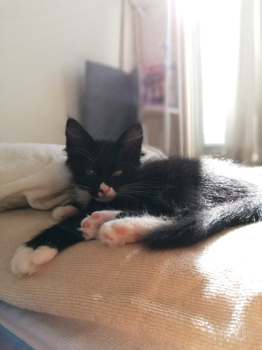 sakuramochi925's tweet image. ５年前のくーちゃん。
 plaza.rakuten.co.jp/clambake/diary… #r_blog #猫のいる幸せ