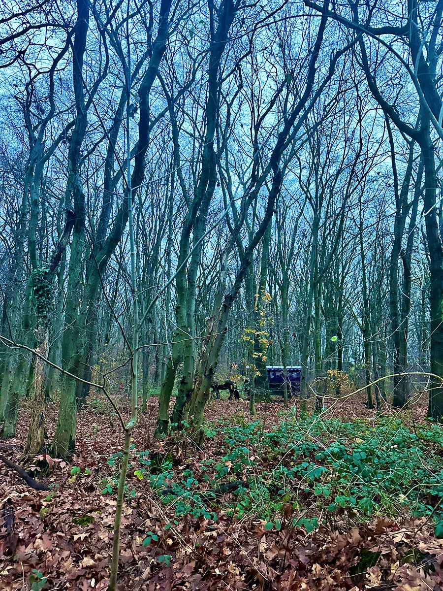 macroschema's tweet image. First time went to Christmas market on a horse carriage #Weihnachtsmarkt
