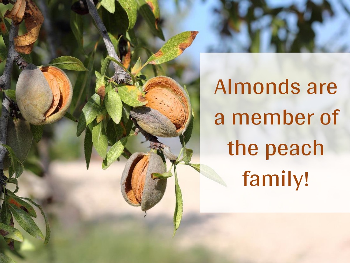 #foodfacts #factsaboutfood #almondfacts