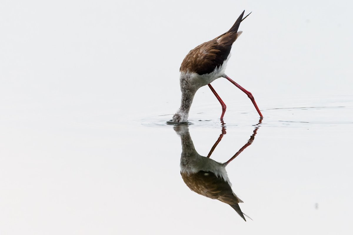 This image by Daniela D’Ottavi is a masterclass in minimalism and timing. The composition captures an exquisite moment of stillness and motion in perfect harmony—the bird dipping its head beneath the surface while its reflection forms a flawless mirror image. The result is both