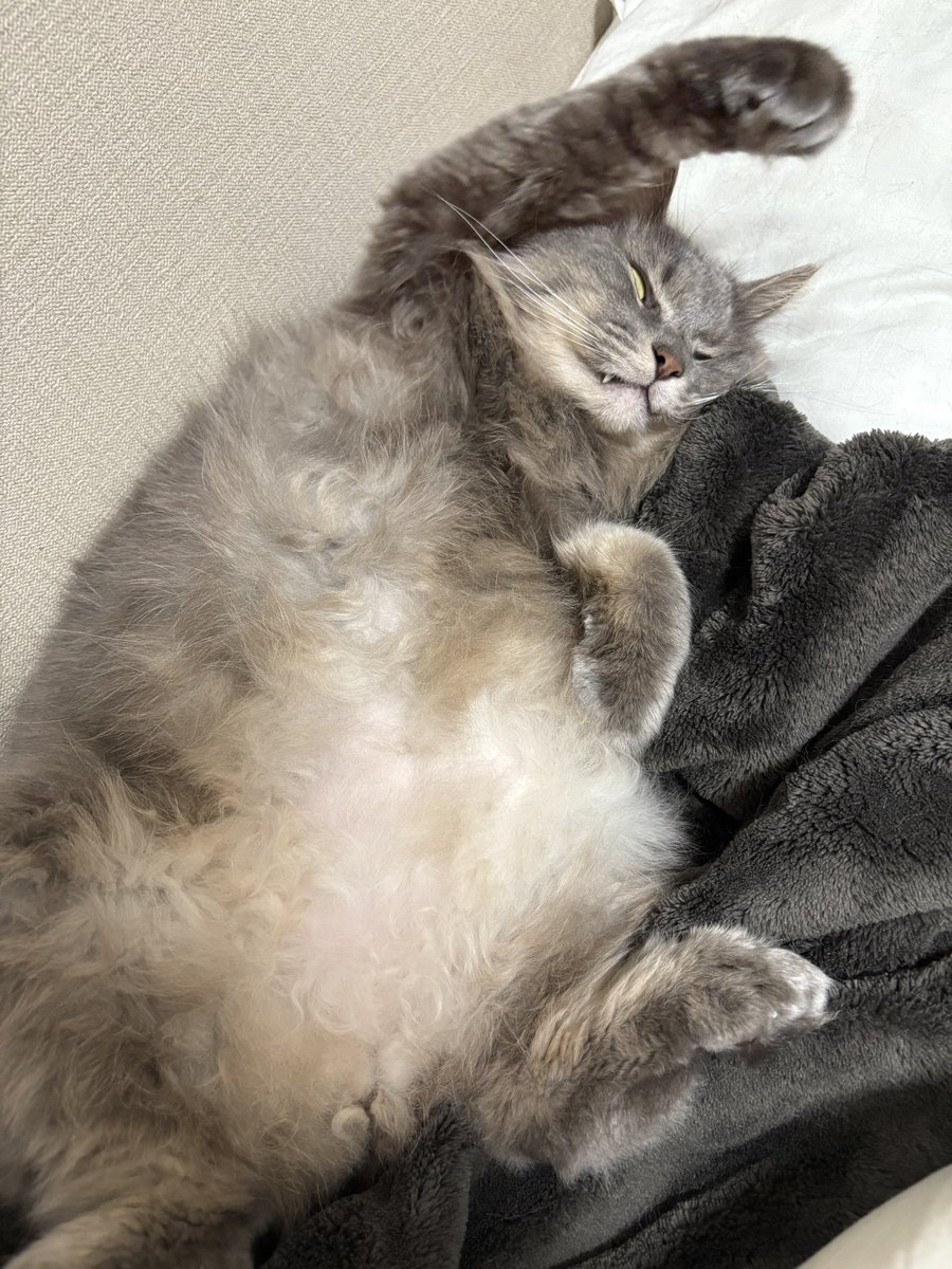 もこもこのひと tweet media