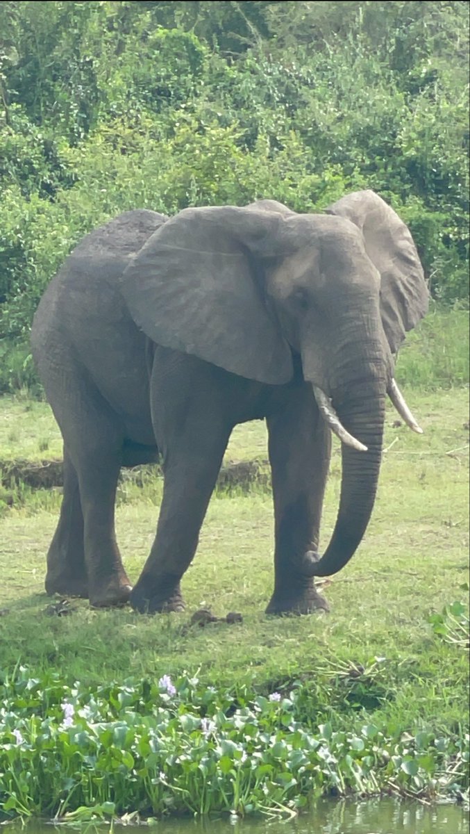 UPDATES FROM <a href="/CITES/">CITES</a> COP 20 - Elephants

A proposal by Namibia to allow Namibia to trade in registered stocks of raw ivory of Namibian origin or ivory owned by the government of the Republic of Namibia was also REJECTED today.