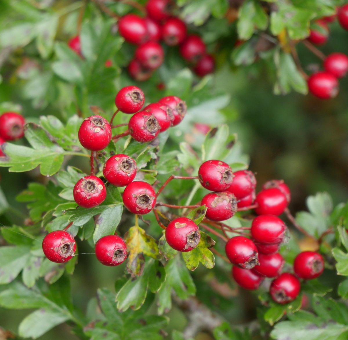 Tree_Folklore's tweet image. In Slavic society, the Hawthorn tree, loved above all others by the fairy folk of Ireland, was essential when it came to destroying Vampires 🍒⚰️ 

The stake that is to be driven through the heart of a vampire must be fashioned from the wood of this special tree 🪾💔…
