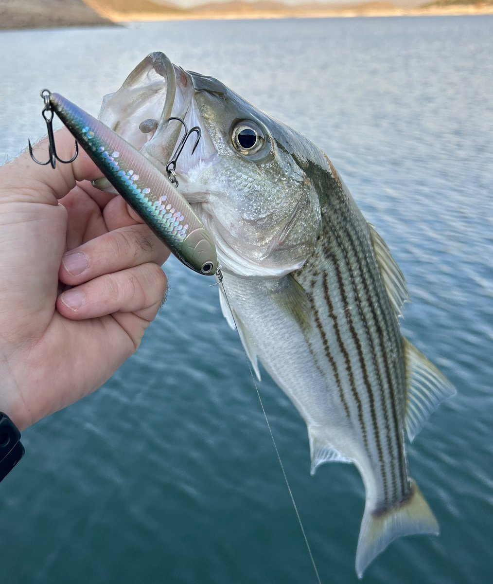 “The stripers have been chasing bait on main lake flats in 10-15ft. The schools move through the area fast with water temps in the upper 70’s. Working the Sammy 100 in MS Pearl Herring as fast as you can calls them in.”-Davis Hart #Sammy100 #MSPearlHerring #LuckyCraft
