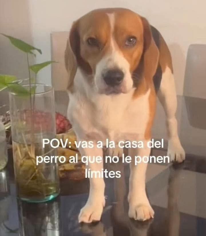 Animalesaprieto's tweet image. 