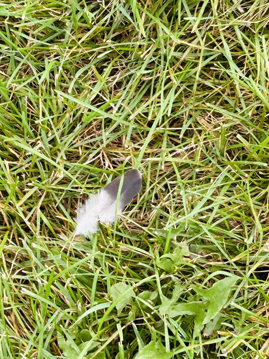 Jesus is the most tender of friends with souls who seek to please Him. Be not afraid in your solitary conversations,tell Him of your miseries, fears, worries, those who are dear to you, of your projects &amp;of your hopes. Do so with confidence &amp; an open heart.
-St. Damien of Molokai