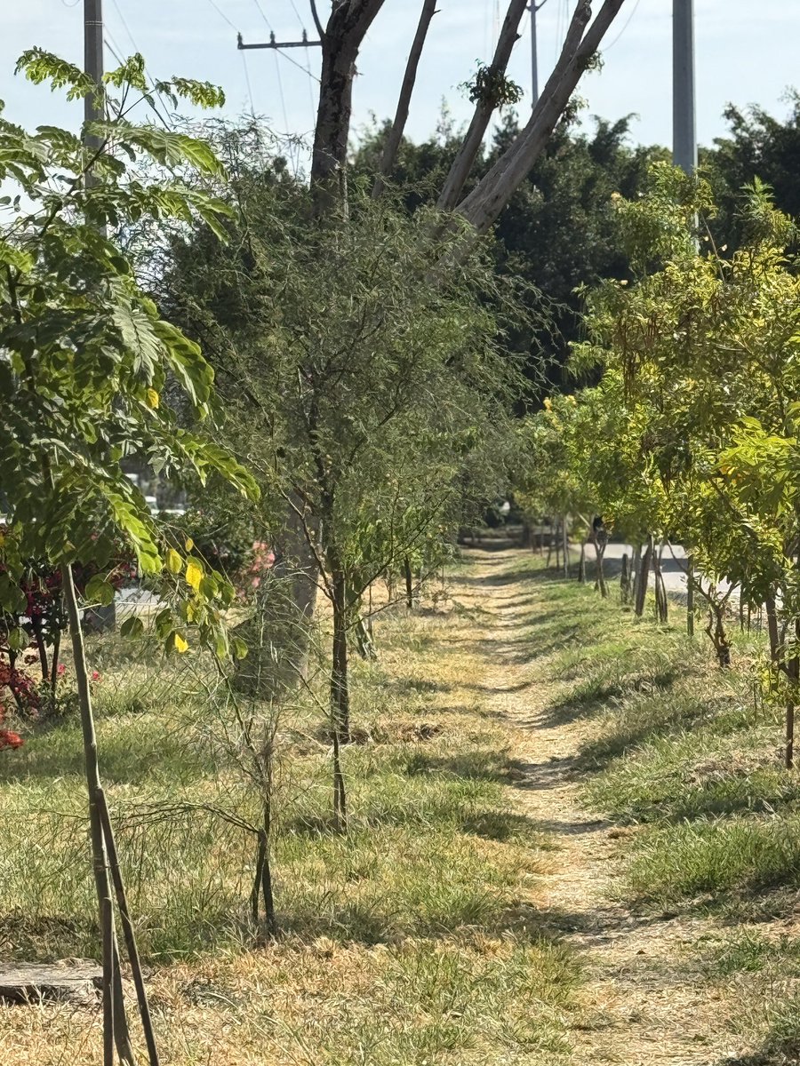 SoyDeLeon_Mx's tweet image. #RecintoNativoGuanajuatense Me ausenté 4 meses y dieron el estirón mis nativas. 🤧 🌳 

#Colorín
#PaloVerde 
#PaloBlanco
#Mezquite
#Huizache