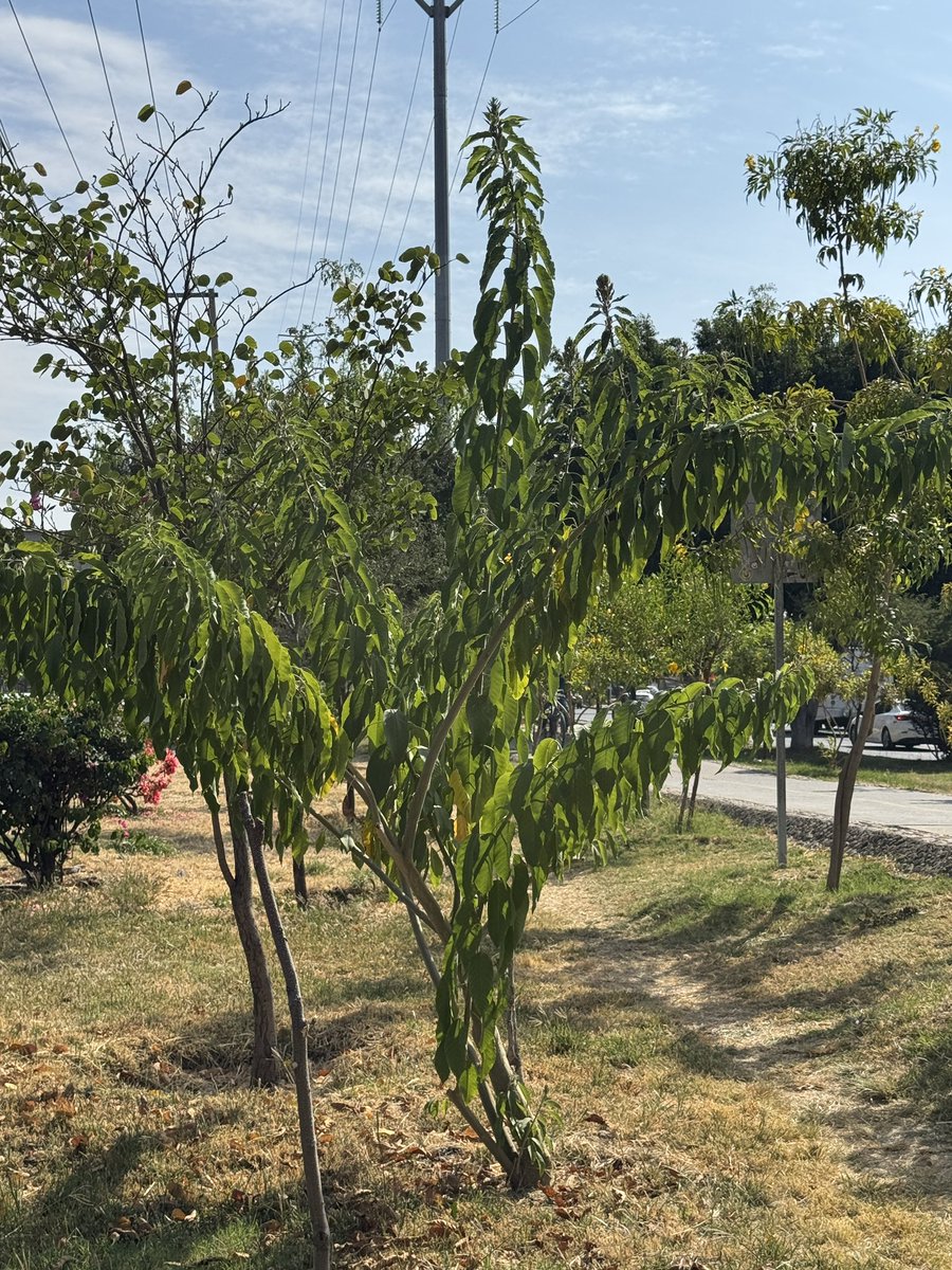 SoyDeLeon_Mx's tweet image. #RecintoNativoGuanajuatense Me ausenté 4 meses y dieron el estirón mis nativas. 🤧 🌳 

#Colorín
#PaloVerde 
#PaloBlanco
#Mezquite
#Huizache
