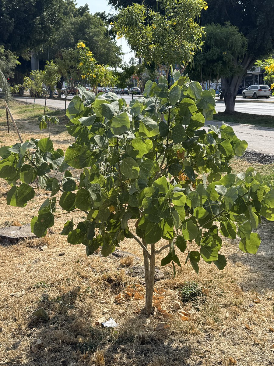SoyDeLeon_Mx's tweet image. #RecintoNativoGuanajuatense Me ausenté 4 meses y dieron el estirón mis nativas. 🤧 🌳 

#Colorín
#PaloVerde 
#PaloBlanco
#Mezquite
#Huizache