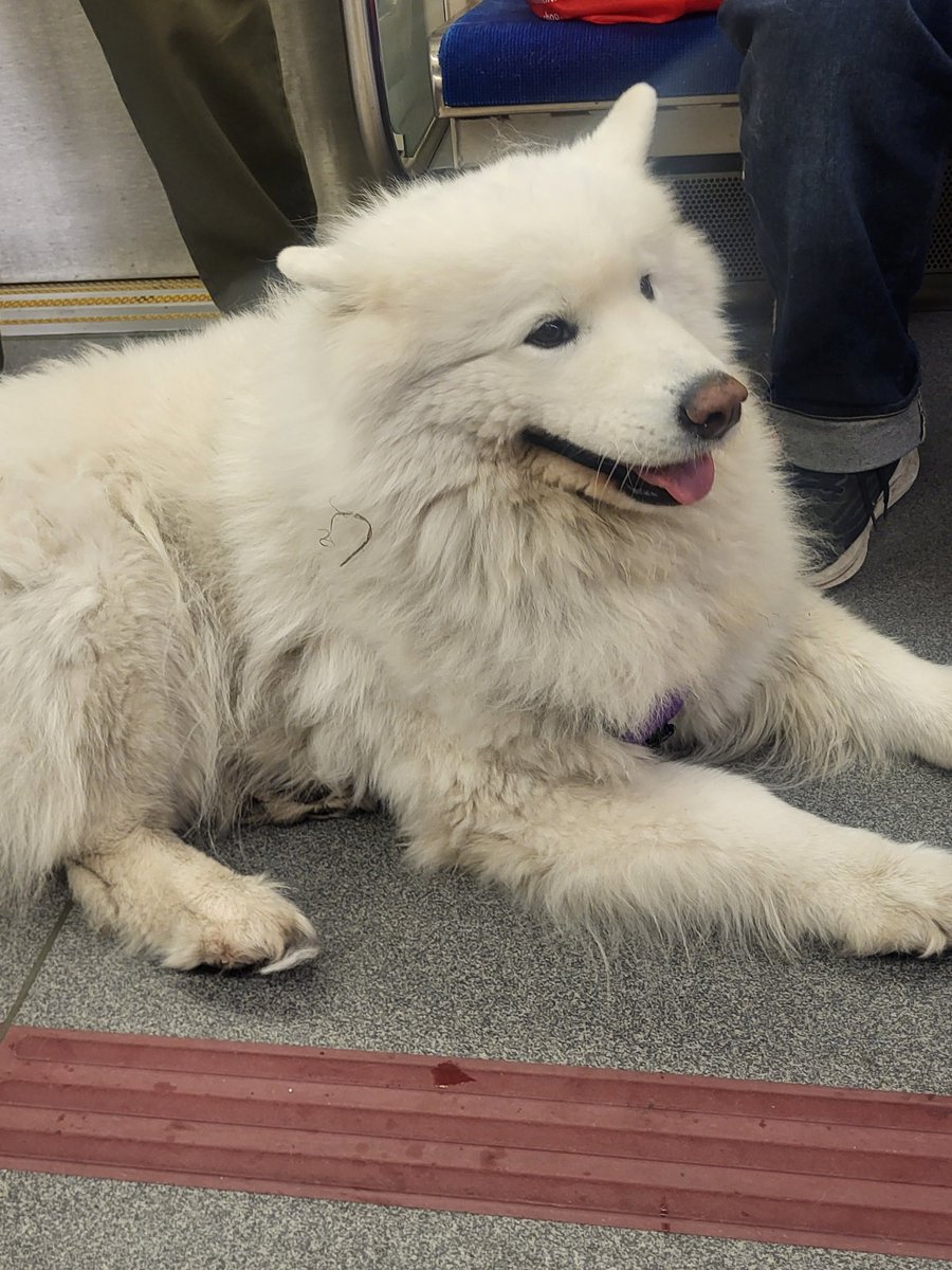 JILLSLASTWORD's tweet image. Check out these fabulous angels spotted today on the #TTC!
To say that me and several other riders had the time of our lives petting and cooing would be an UNDERSTATEMENT! Unadulterated #AnimalLovers #Samoyed
😆🥰🤩