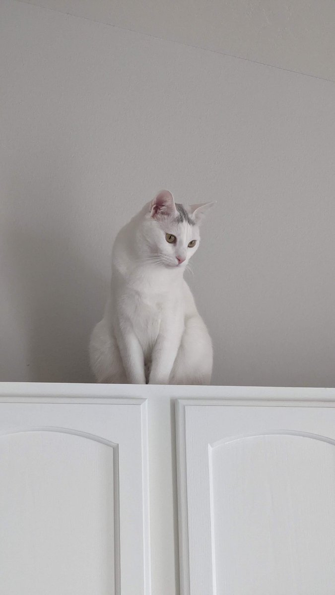 curious_stack0's tweet image. I’ve never been a cat person tbh

Then my best friend’s little guy showed up and decided I’m worthy of cat-level affection… or maybe dog-level, honestly.

Sharing a few pics I took :)