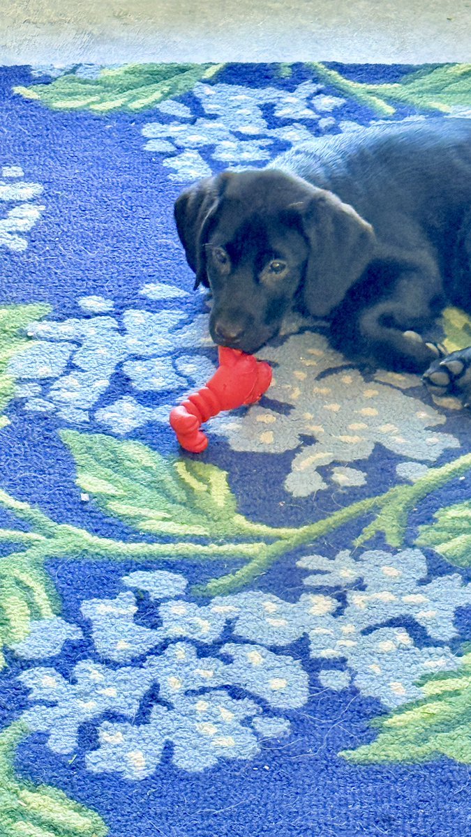 __Waypoint's tweet image. Impulse control failure
Level 100
Meet Stevie