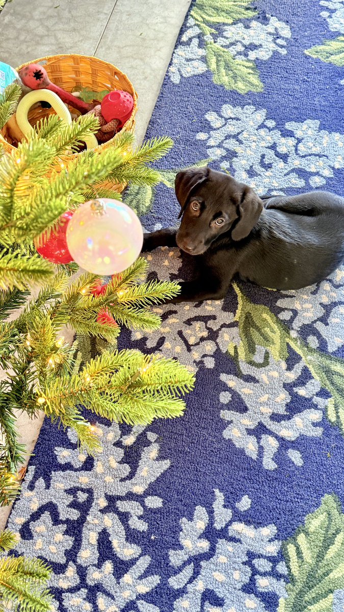 __Waypoint's tweet image. Impulse control failure
Level 100
Meet Stevie