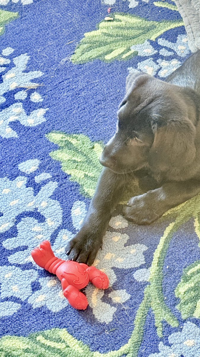 __Waypoint's tweet image. Impulse control failure
Level 100
Meet Stevie