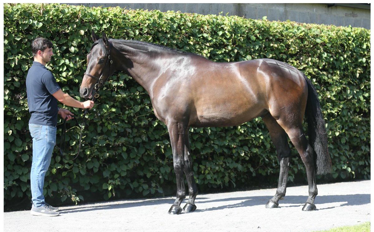 Castledillon Stud tweet media