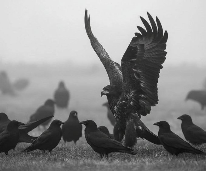 "يموتُ الحُرُّ إن خانَتهُ حيلتُهُ
ويَحيا الوضيعُ بحيلةِ الجُبَنَاءِ".