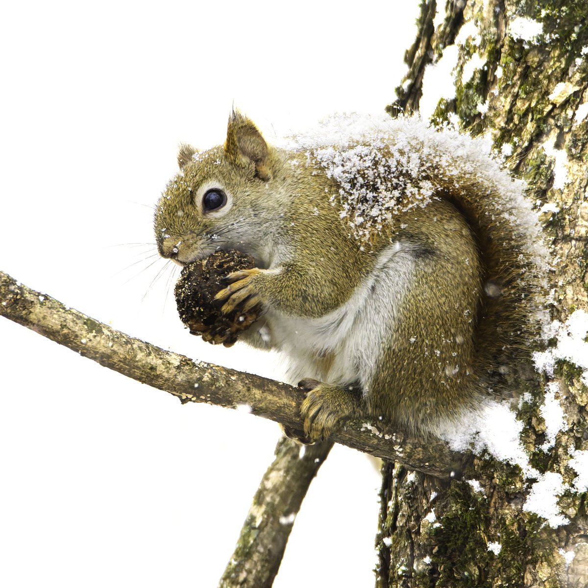 dogwood (@dogwood) on Twitter photo 