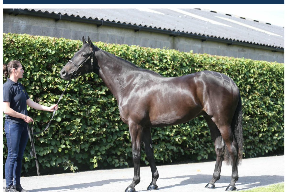 Castledillon Stud tweet media