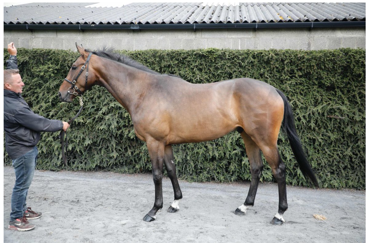 Castledillon Stud tweet media