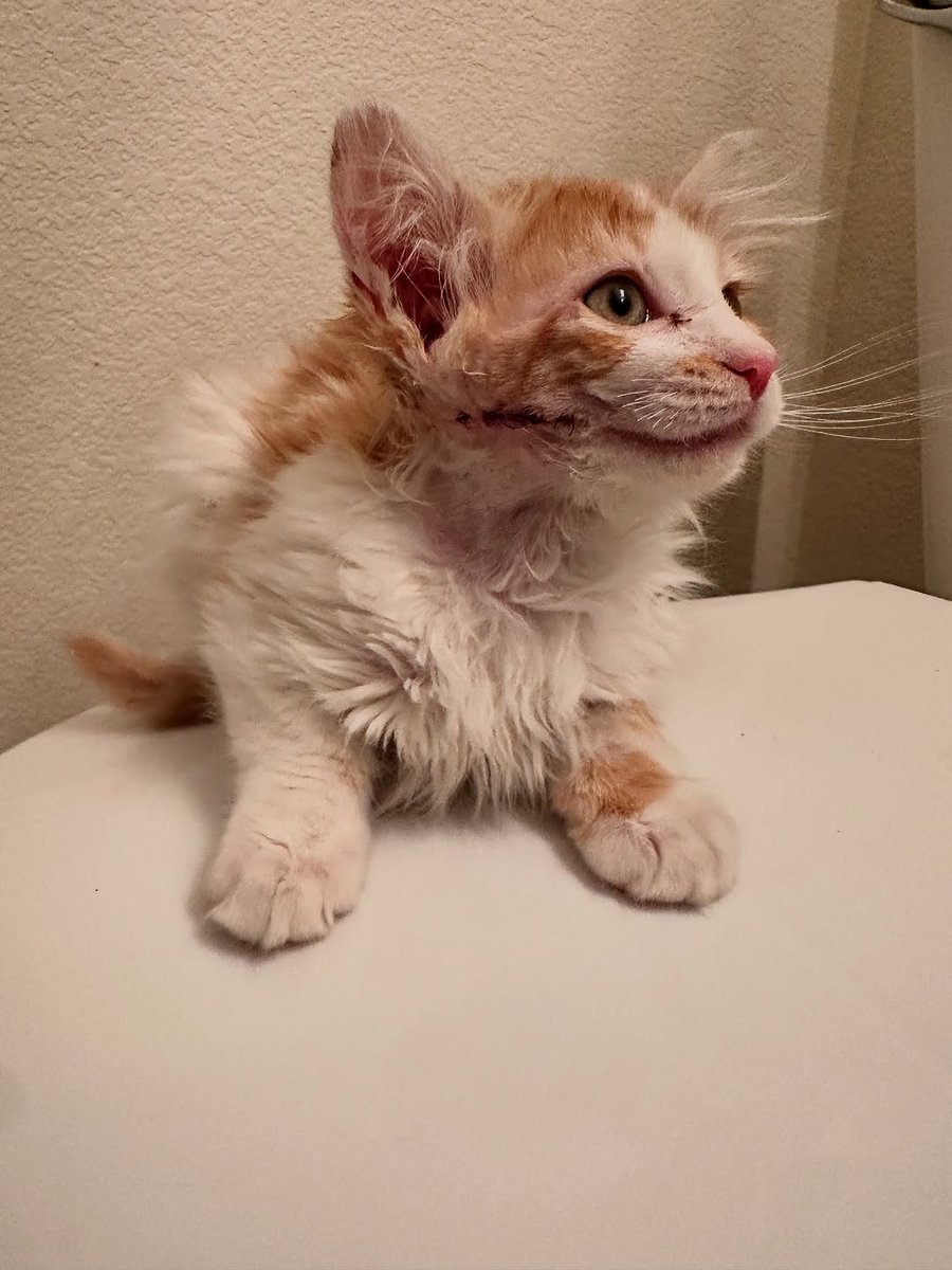 ANTHONY UPDATE! (And a plea for help from anyone who is crafty/can sew)

I haven’t been great about posting about baby Anthony. He has been healing beautifully from his surgery to remove that large infected wound from the side of his face.

PAYPAL INBIO PLEASE DONATE.